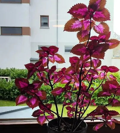Apartament Merry